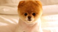 Cute Dog Boo568611816 200x110 - Cute Dog Boo - Jaguar, Cute